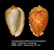 Cypraeacassis testiculus (f) senegalica (11)
